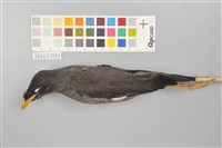 藏品(白尾八哥)的圖片